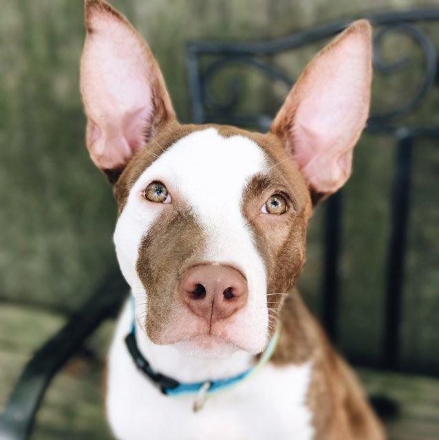 Dog Friendly Virginia