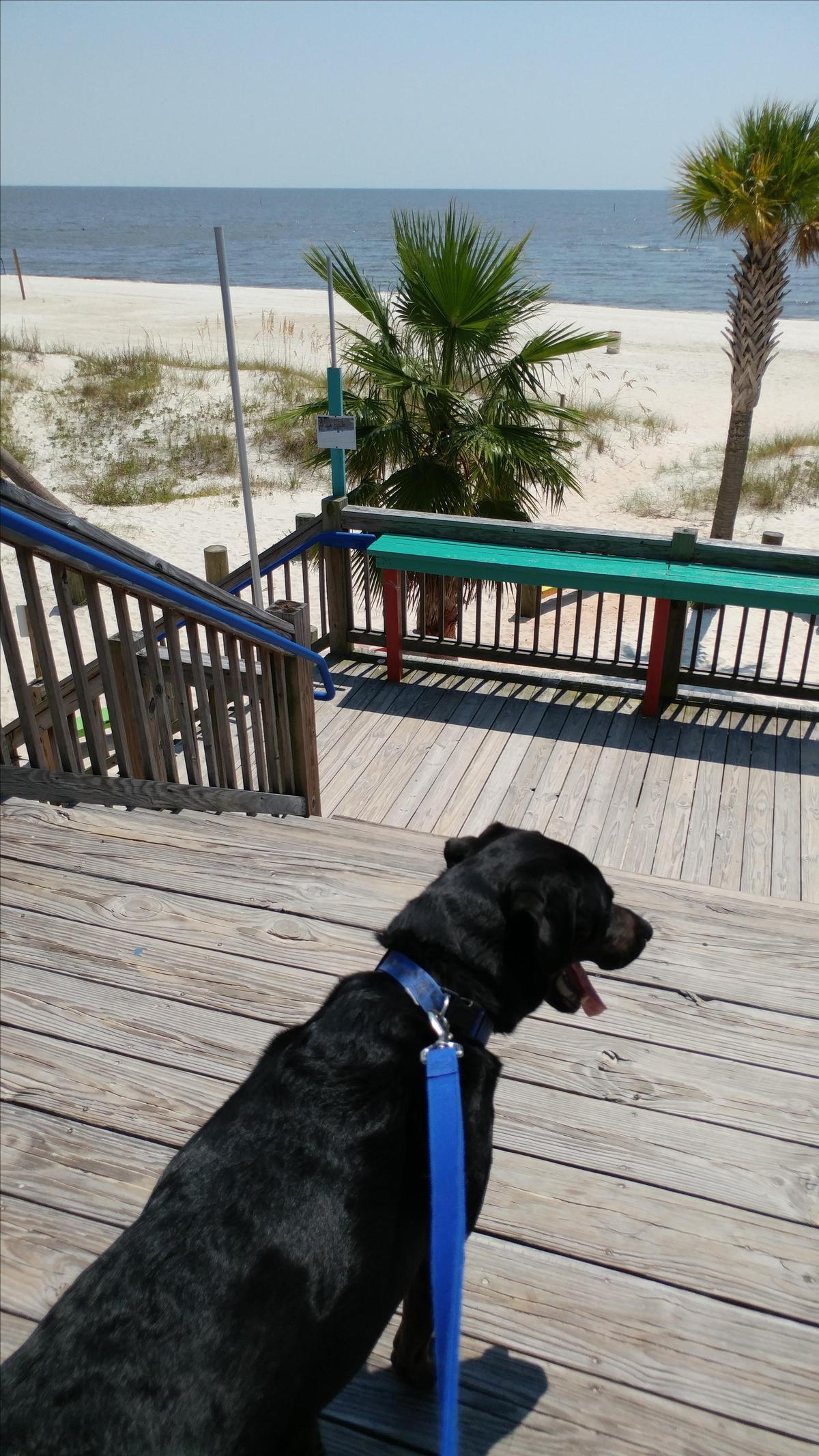 Shaggy's Biloxi Beach Is Dog Friendly!