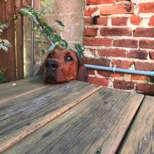 Stan & Joe's Saloon restaurant view 4