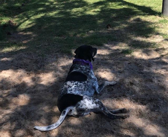 Dog Friendly Florida