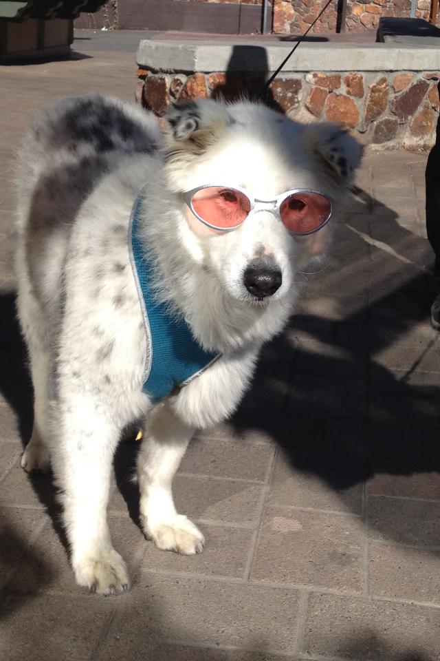 Nottingham's Tavern Is Dog Friendly!