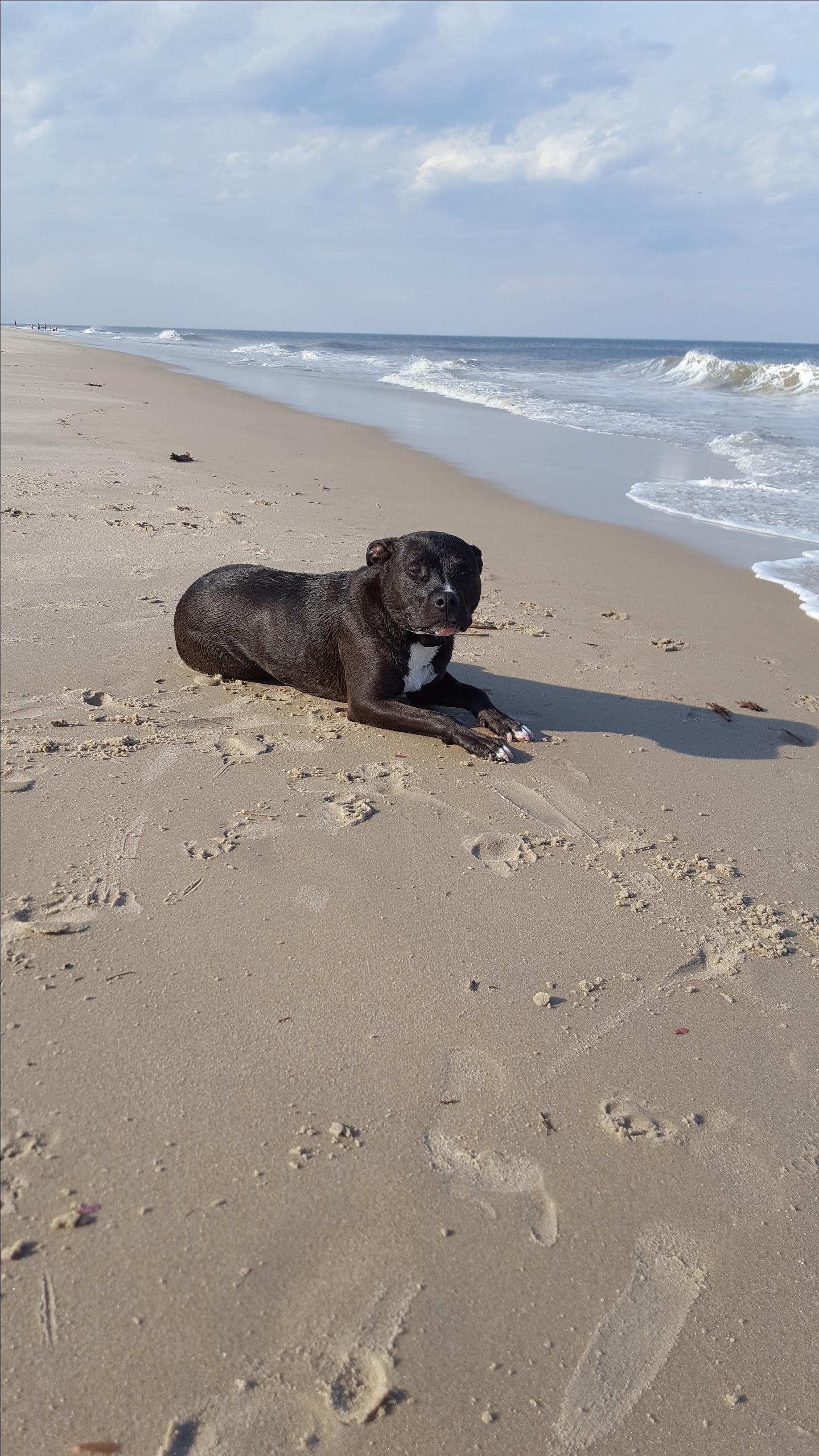 are dogs allowed at fenwick island state park