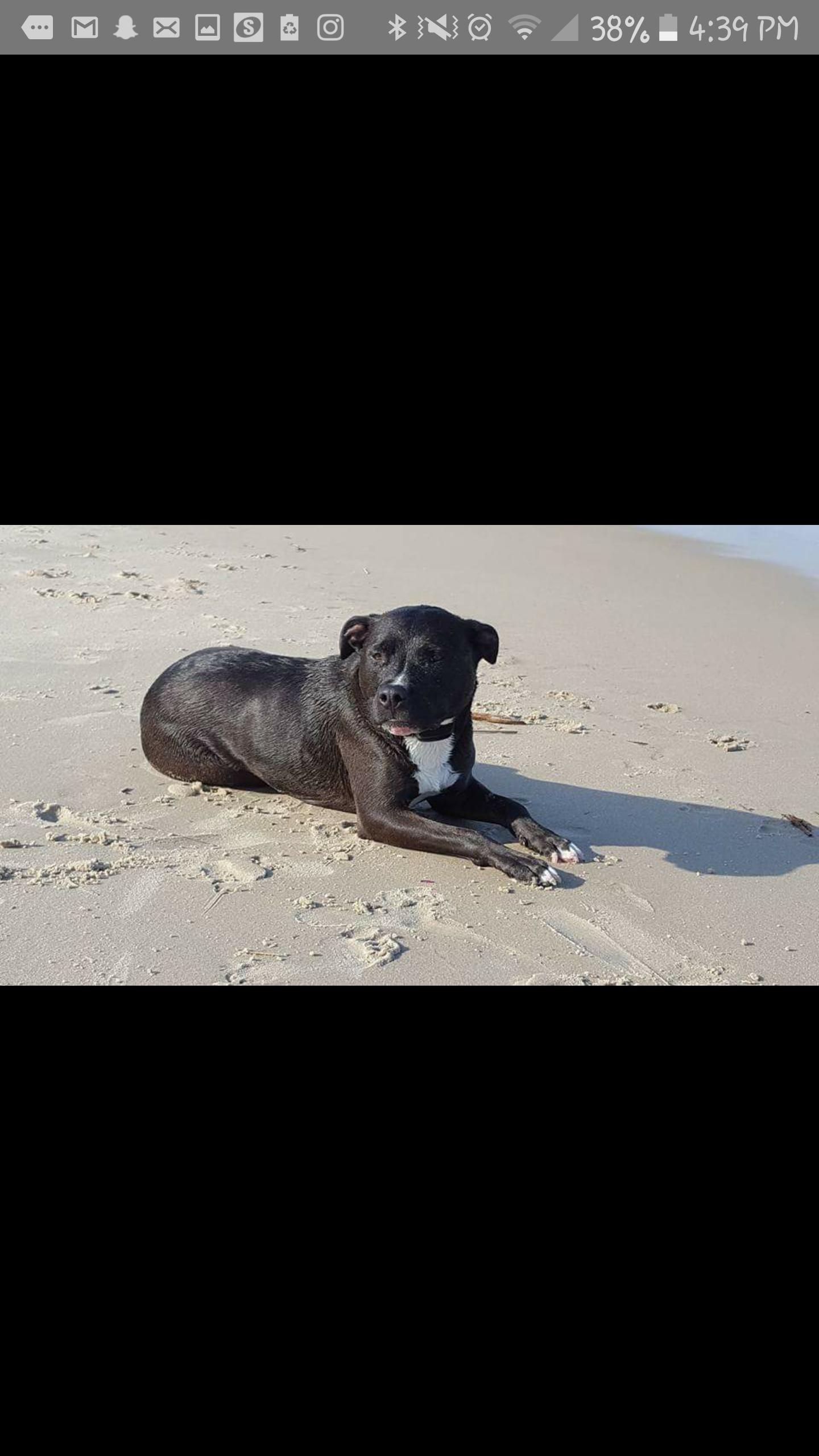 are dogs allowed at fenwick island state park