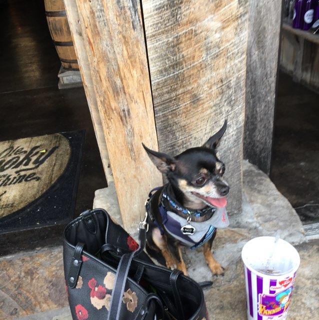 Dog Friendly Pigeon TN