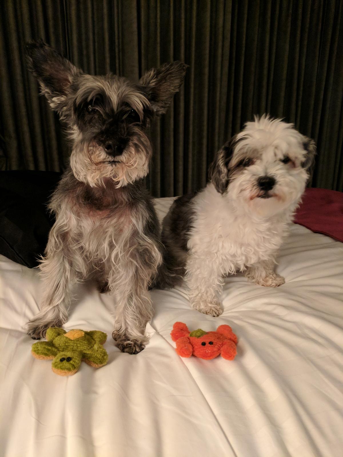 Bidu and Todd at hotel