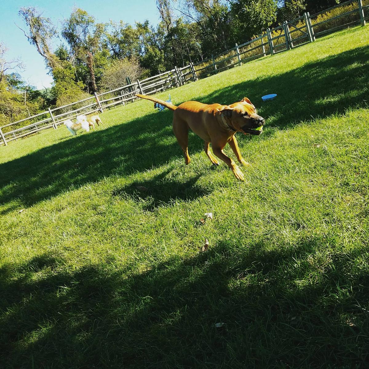 Levitating dog