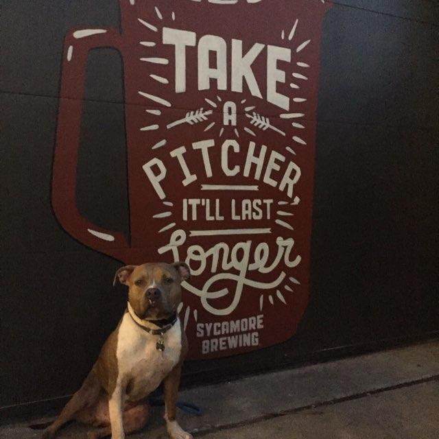 Sycamore Brewing - Beer Garden restaurant view 1