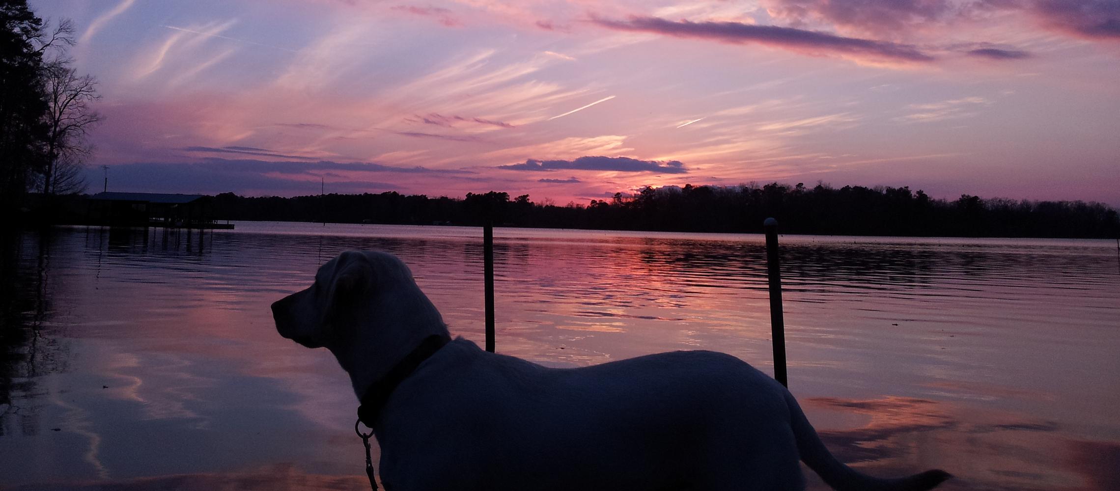 Dog Friendly Boyce, LA