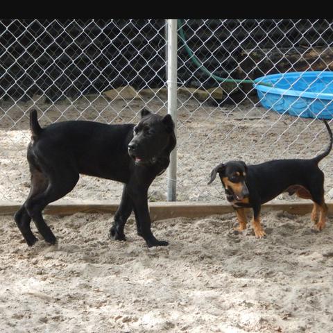 Dog Friendly United States