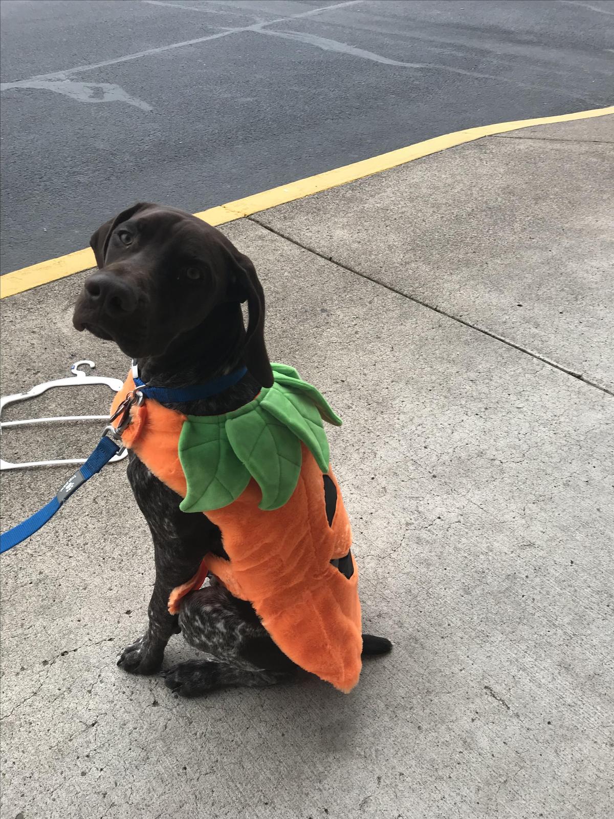 Steelhead Brewing Company restaurant view 2