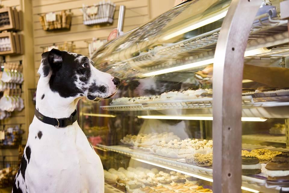 Pet Friendly Three Dog Bakery – Grayson
