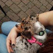 Ipp's Pastaria & Bar restaurant view 3