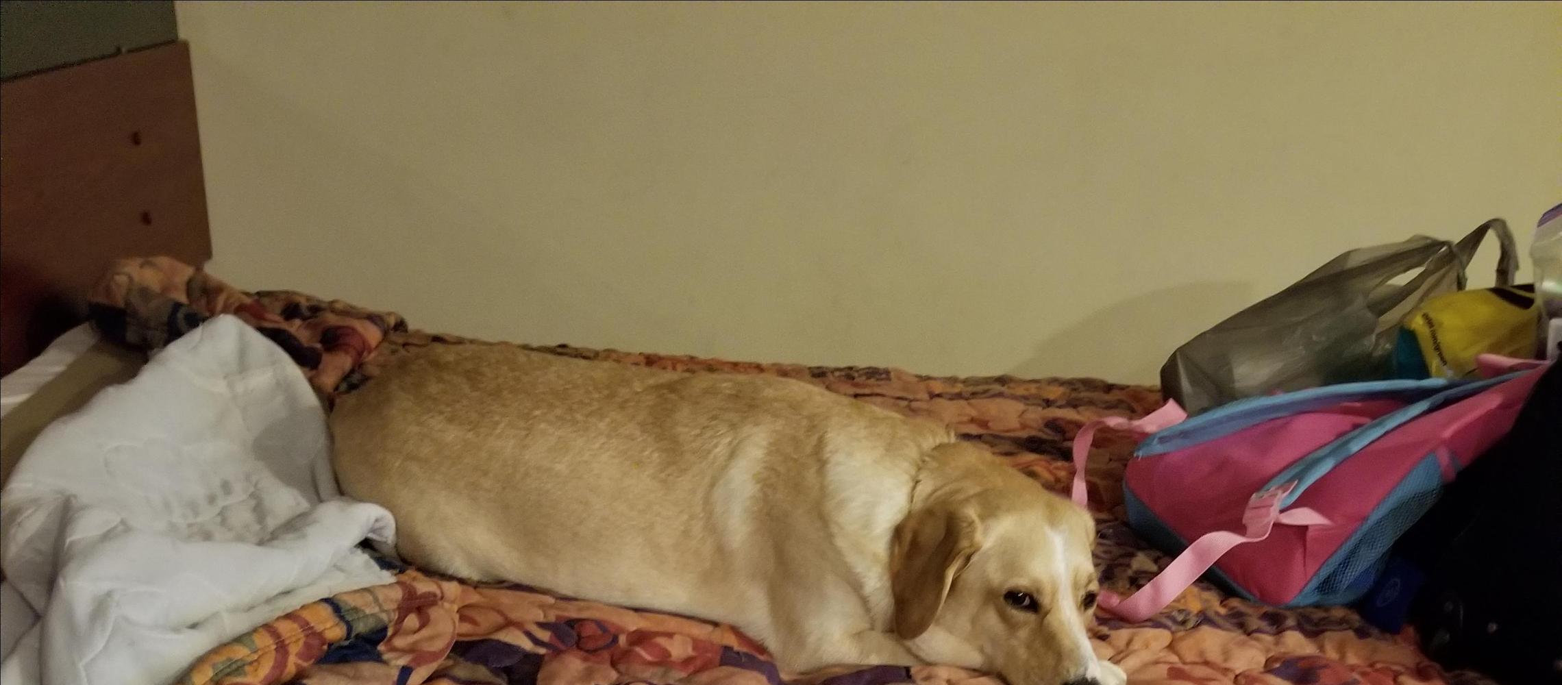 Dog Friendly Saint Clairsville, OH