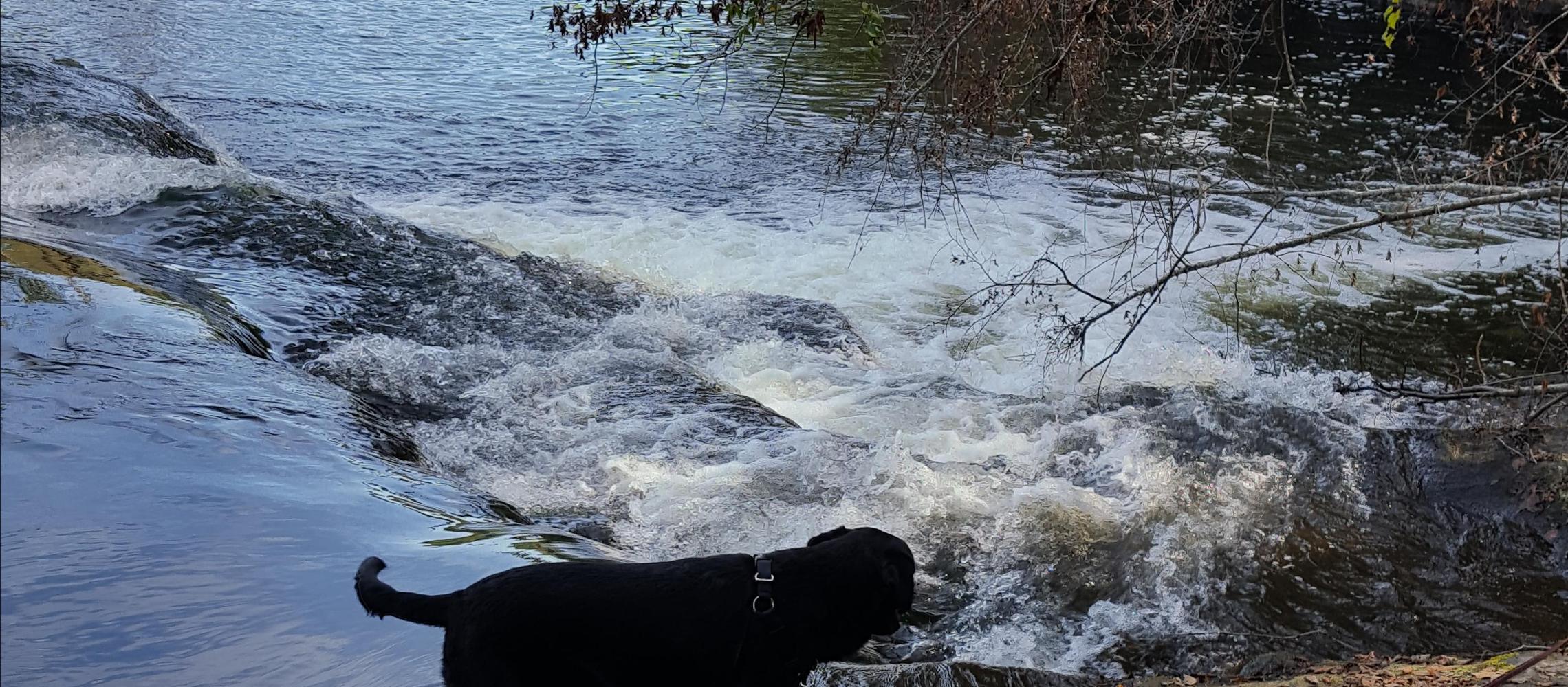 Dog Friendly Lillington, NC