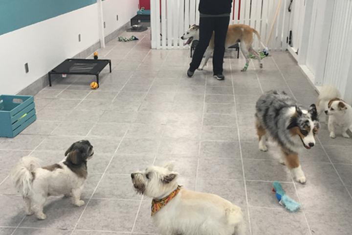 Dog Daycare Ideas Pet Hotel Designer Doggy Day Spa Directory Of