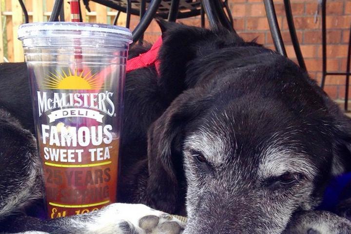 Pet Friendly McAlister's Deli