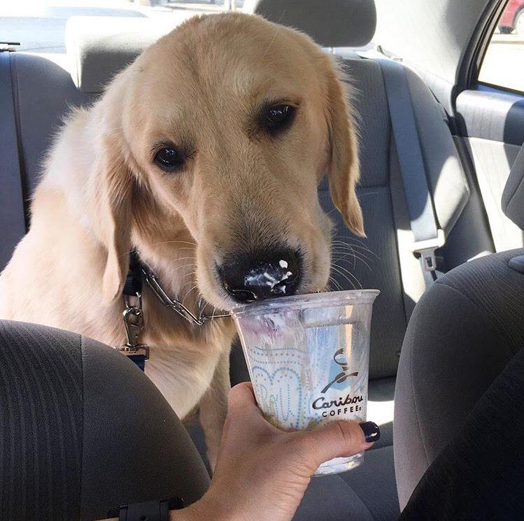 Caribou Coffee Pet Policy