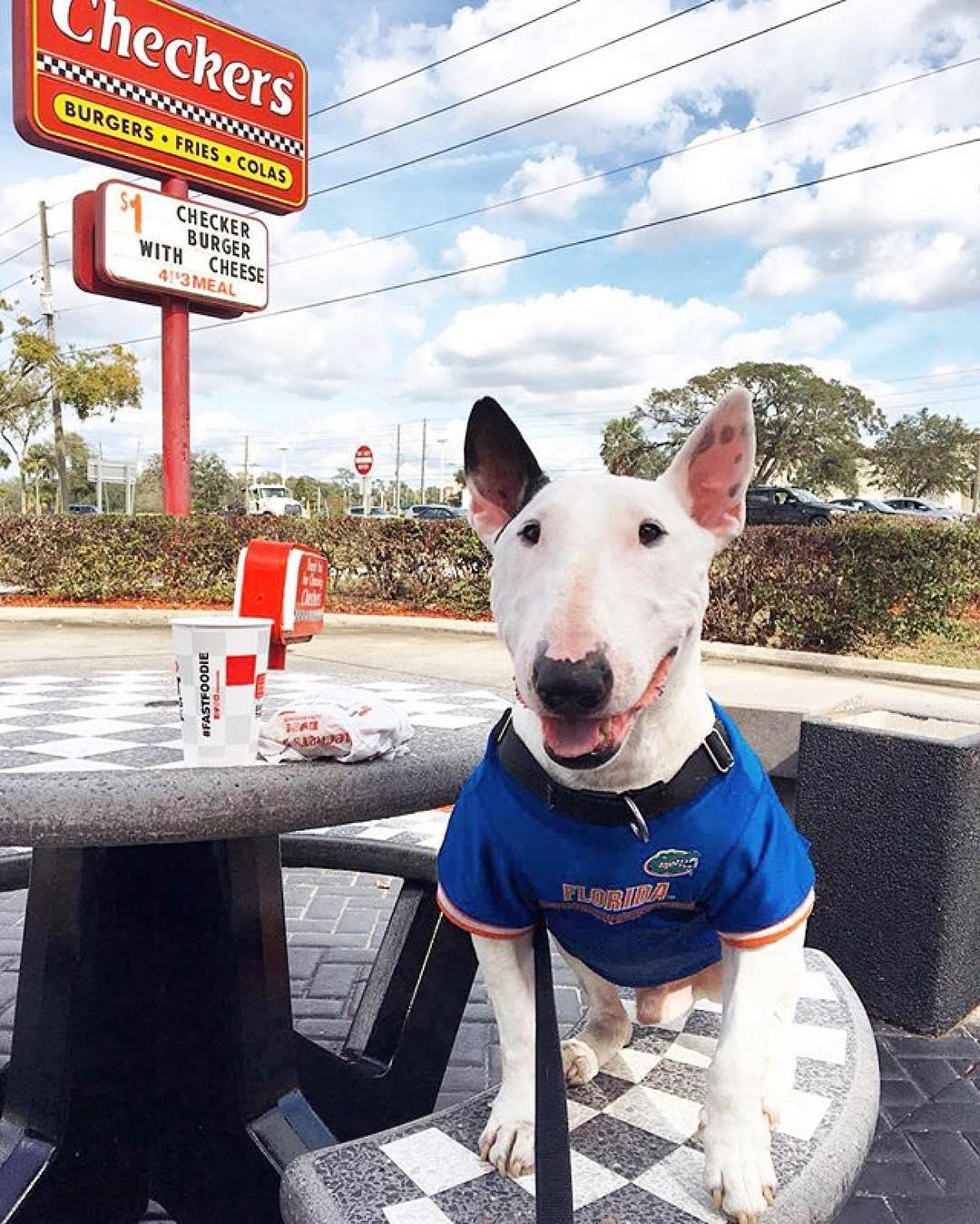 Pet Friendly Checkers Drive-In