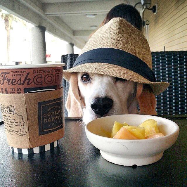 Dog Friendly Tucson, AZ