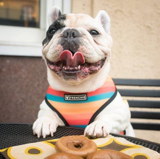 einstein bros dog treats