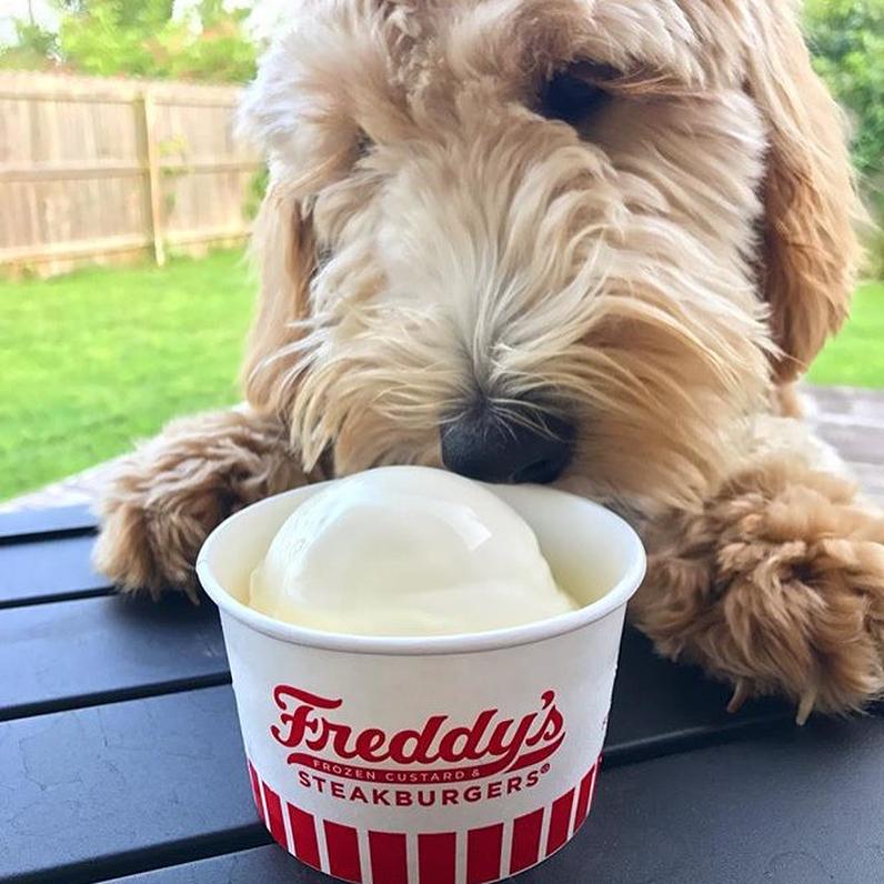 Freddy's Frozen Custard & Steakburgers Pet Policy