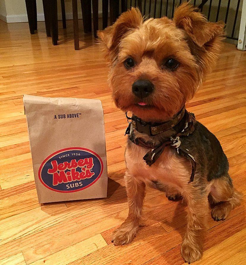 Pet Friendly Jersey Mike's Subs