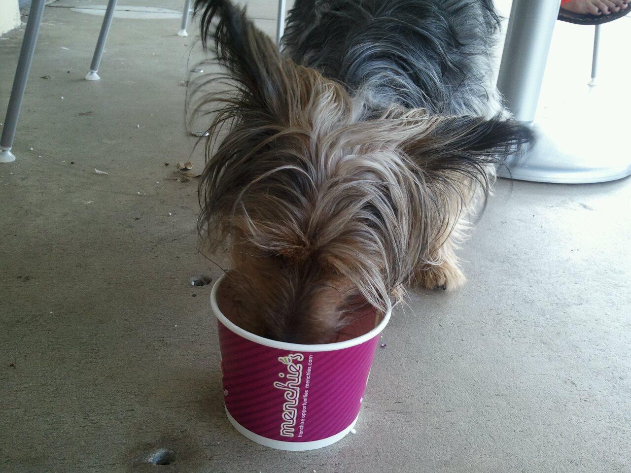 Pet Friendly Menchie's Frozen Yogurt