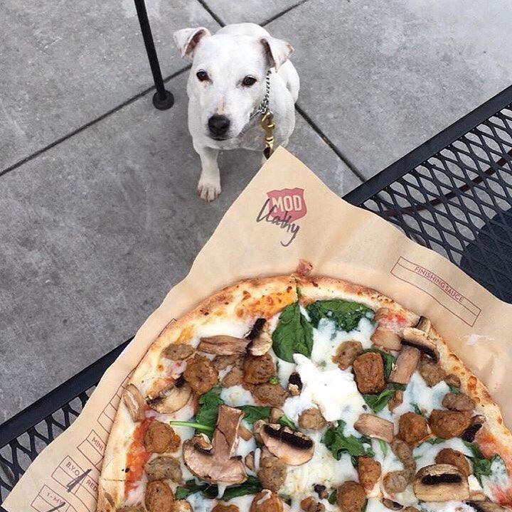 Pet Friendly MOD Pizza