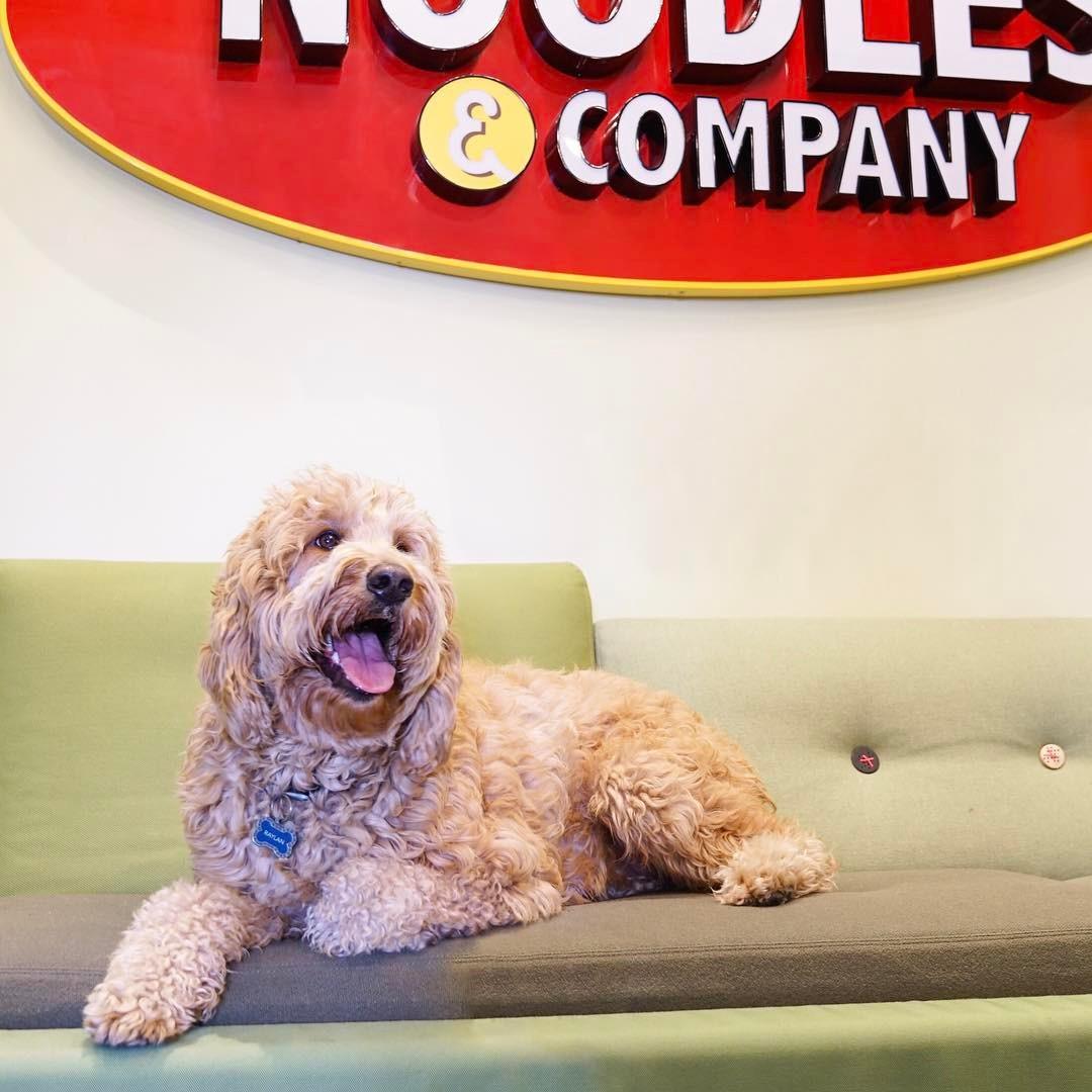 Pet Friendly Noodles & Company Durham