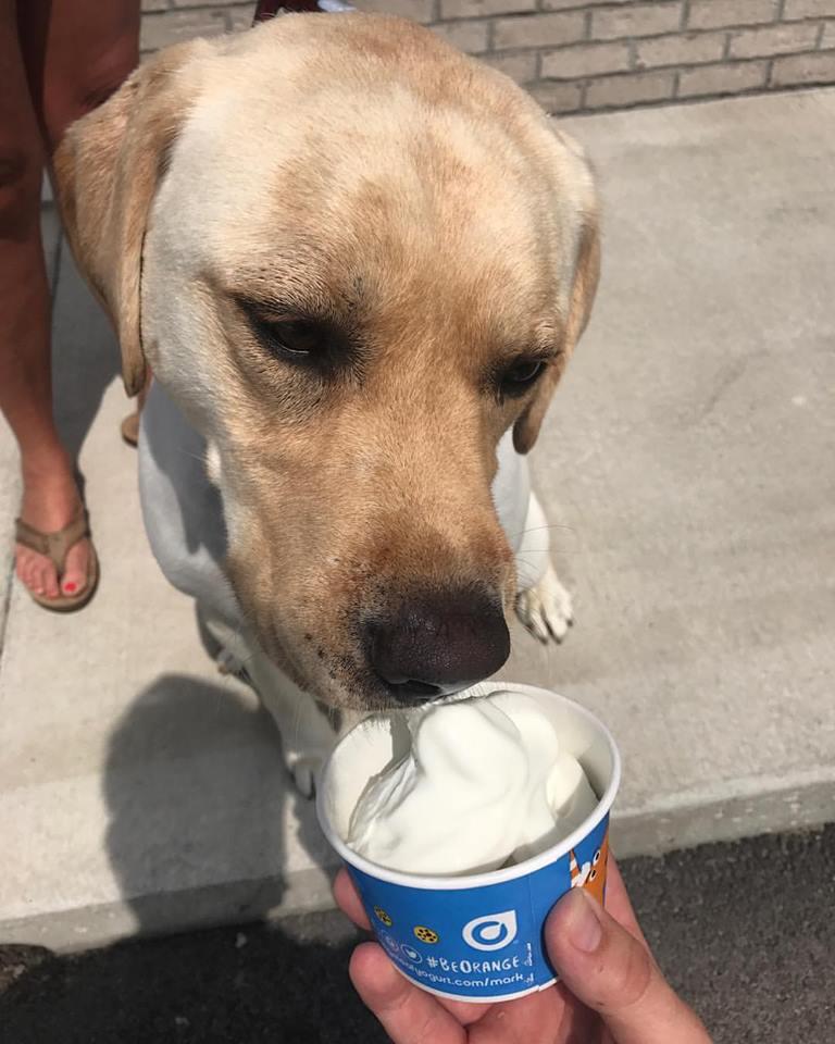 Dog ice cream hot sale shops near me