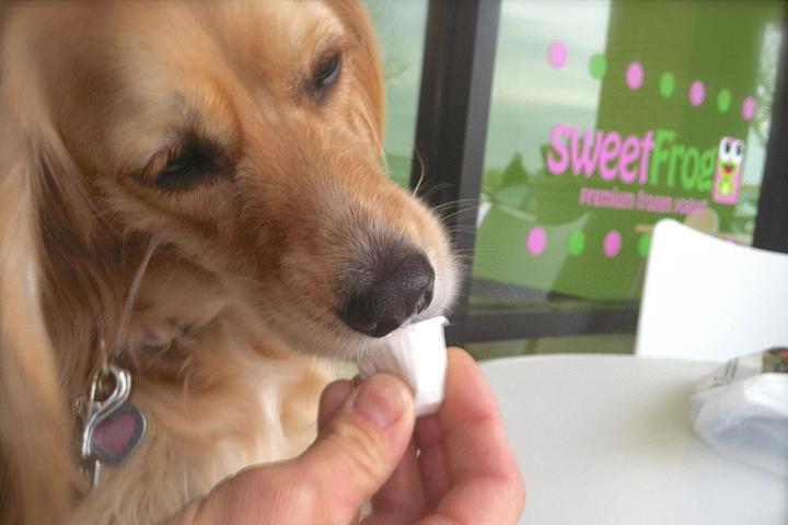 Pet Friendly sweetFrog