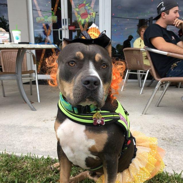 Tijuana Flats restaurant view 1