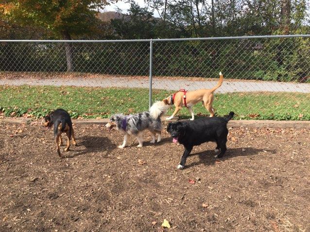 Blue and friends at the Waynesville, NC dog park