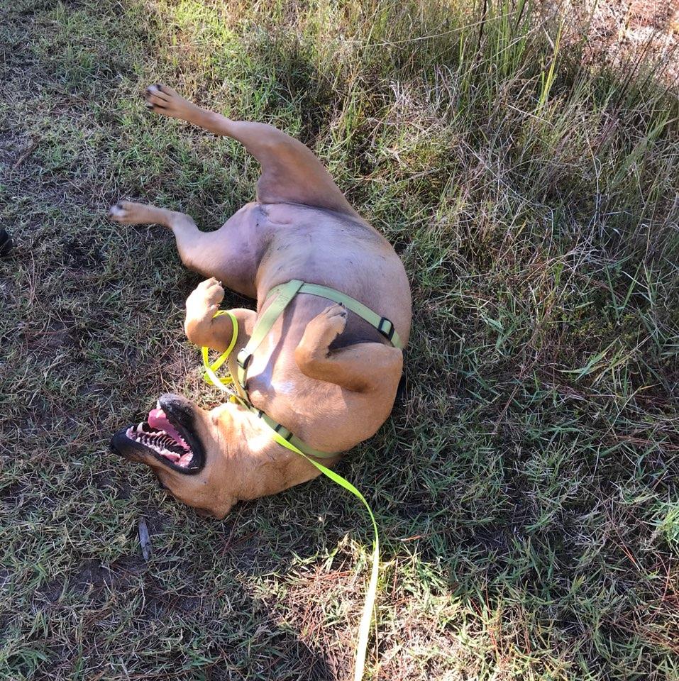 Dog Friendly Panama City Beach, FL