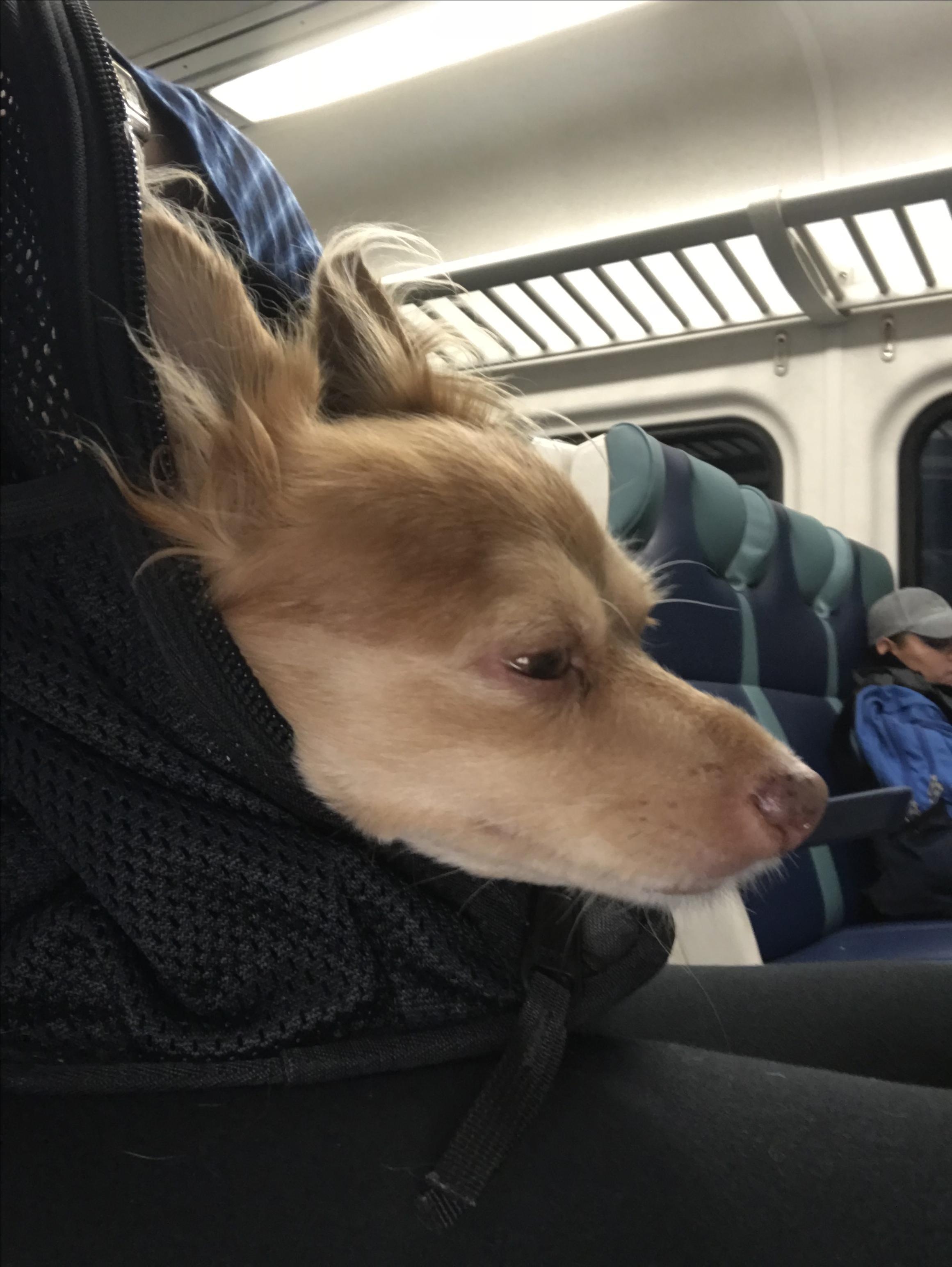 are dogs allowed on metro north