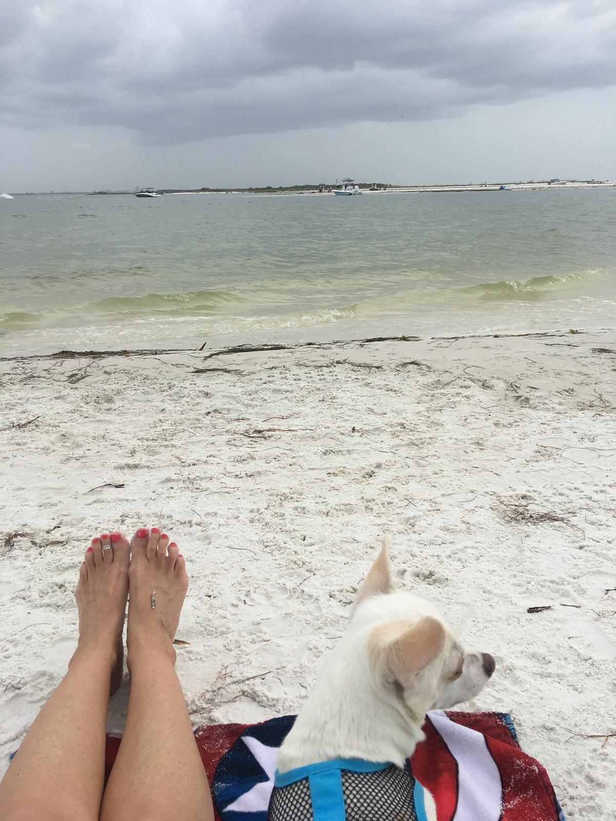 can dogs go to honeymoon island