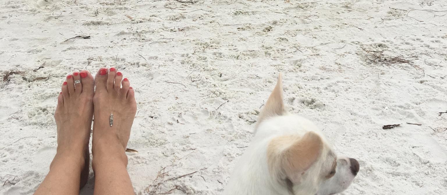 Dog Friendly Dunedin, FL