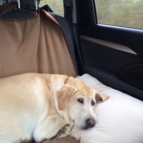 Savannah Dog Friendly Tours Savannah Dog Friendly Tours