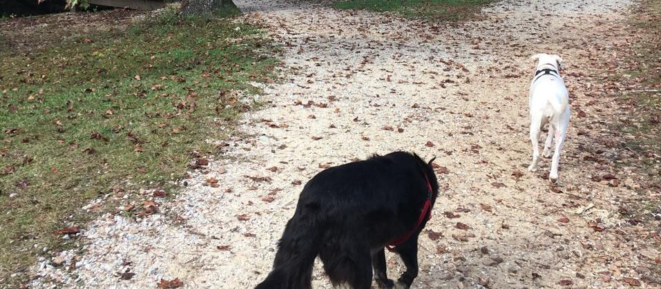 Dog Friendly Auburn, AL