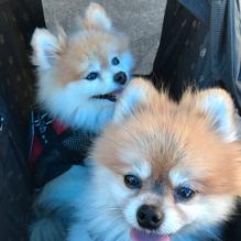 Porto Bella Italian Restaurant restaurant view 1