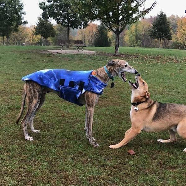 Rusty at dog park with his greyhound buddy Mycroft
