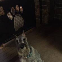 Lazy Dog restaurant view 2