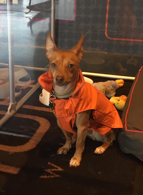 Aloft Charlotte Uptown At The Epicentre Pet Policy