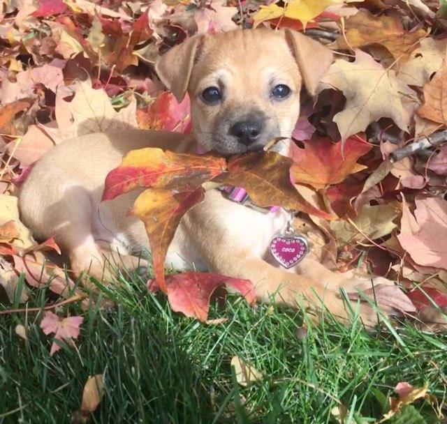 CoCo Latte’s Fall Adventure