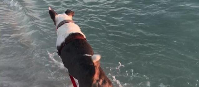 Dog Friendly Seagrove Beach, FL