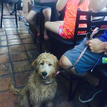 Fresh Agave Mexican Bar & Grill restaurant view 4