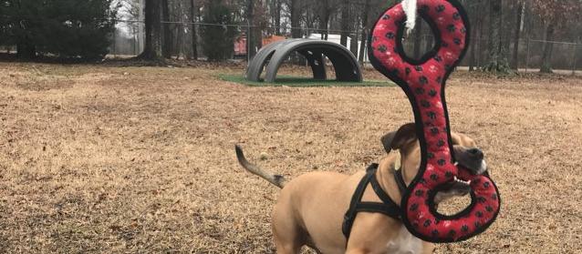 Dog Friendly Maumelle, AR