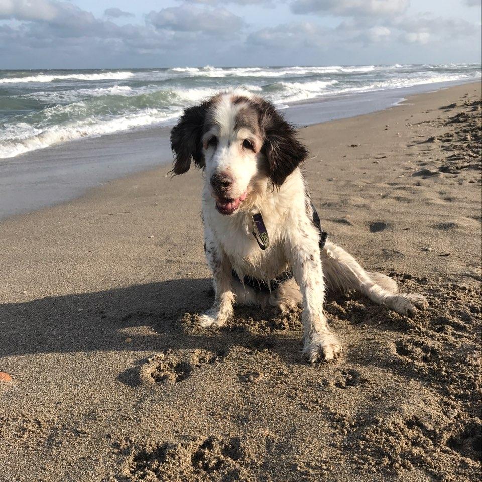 Walton rocks dog beach ⋆ BringFido