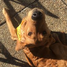 Louie's Cafe restaurant view 3