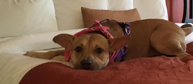 Dog Friendly Yulee, FL